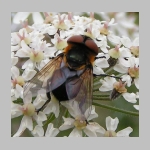 Phasia hemiptera - Raupenfliege w04.jpg